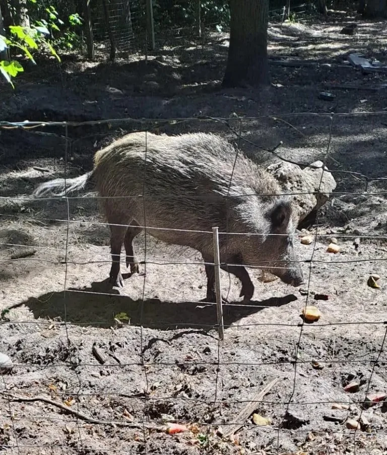Besuch des Tierhofs in Bokelberge
